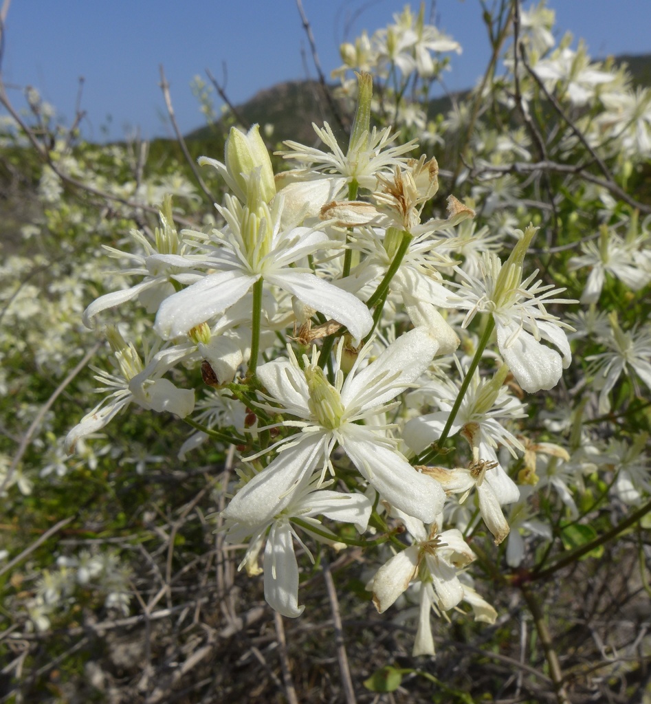 Clematis flammula — an easy houseplant, prefers full sun light