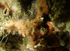 Zanclea