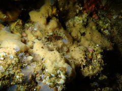 Alloclinus holderi