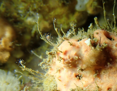 Ectopleura marina