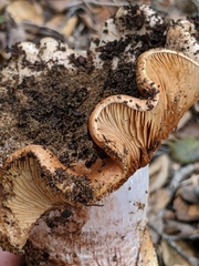 Cortinarius regalis