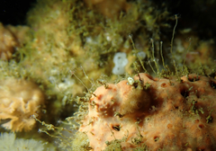 Ectopleura marina