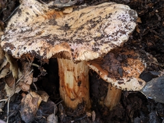 Cortinarius regalis