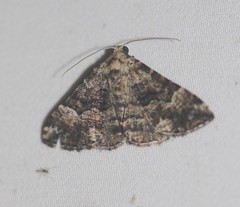 Aporoctena scierodes