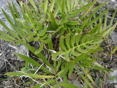 Zamia loddigesii