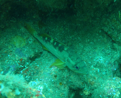 Sebastes serranoides