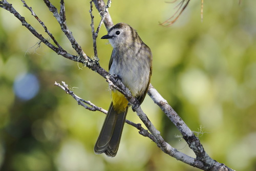 Pale-faced Bulbul (Pycnonotus leucops), photo 3