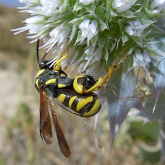 Leucospis gigas