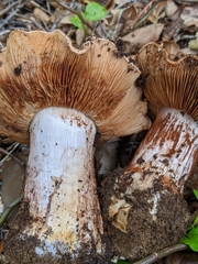 Cortinarius regalis