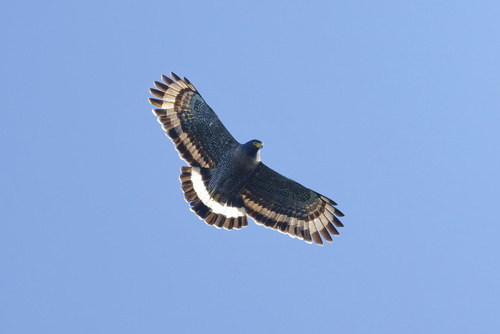 Mountain Serpent Eagle (Spilornis kinabaluensis), photo 5