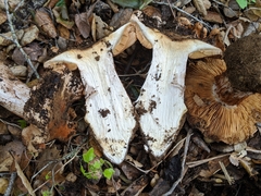 Cortinarius regalis