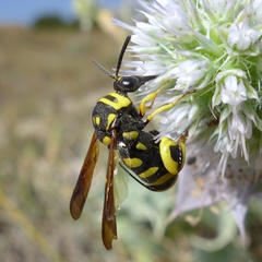Leucospis gigas