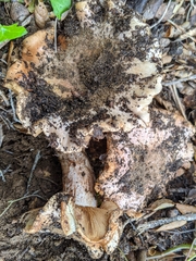 Cortinarius regalis