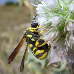 Leucospis gigas