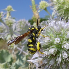 Leucospis gigas
