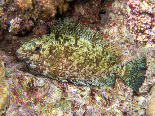 Siganus luridus