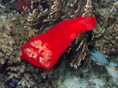 Spanish Dancer — seen at this dive site