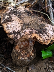 Cortinarius regalis