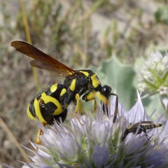 Leucospis gigas