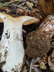 Cortinarius regalis