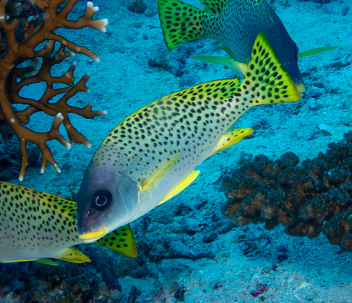 Plectorhinchus gaterinus