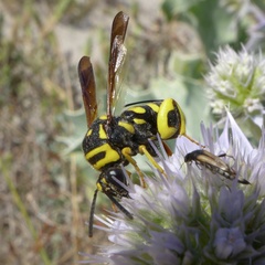 Leucospis gigas