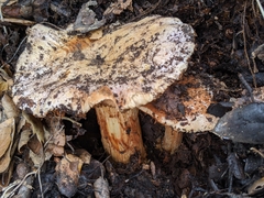 Cortinarius regalis