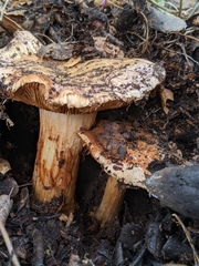 Cortinarius regalis