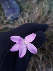 Dianthus caryophyllus