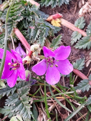 Erodium cicutarium