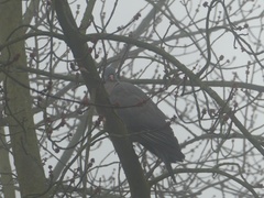 Columba palumbus