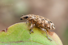 Cyphocleonus dealbatus