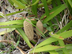 Zamia loddigesii