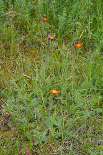 Pilosella rubra