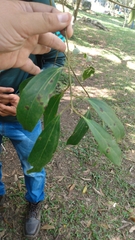 Aiouea montana