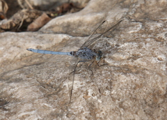 Orthetrum chrysostigma