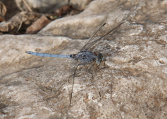 Orthetrum chrysostigma