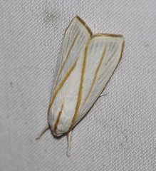 Cryptophasa flavolineata