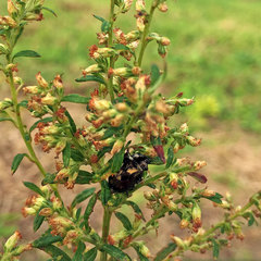 Chrysolina aurichalcea