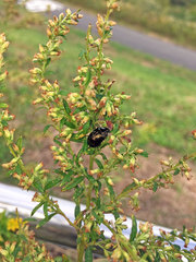 Chrysolina aurichalcea