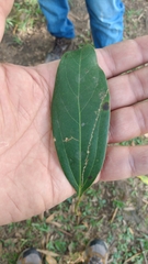 Aiouea montana