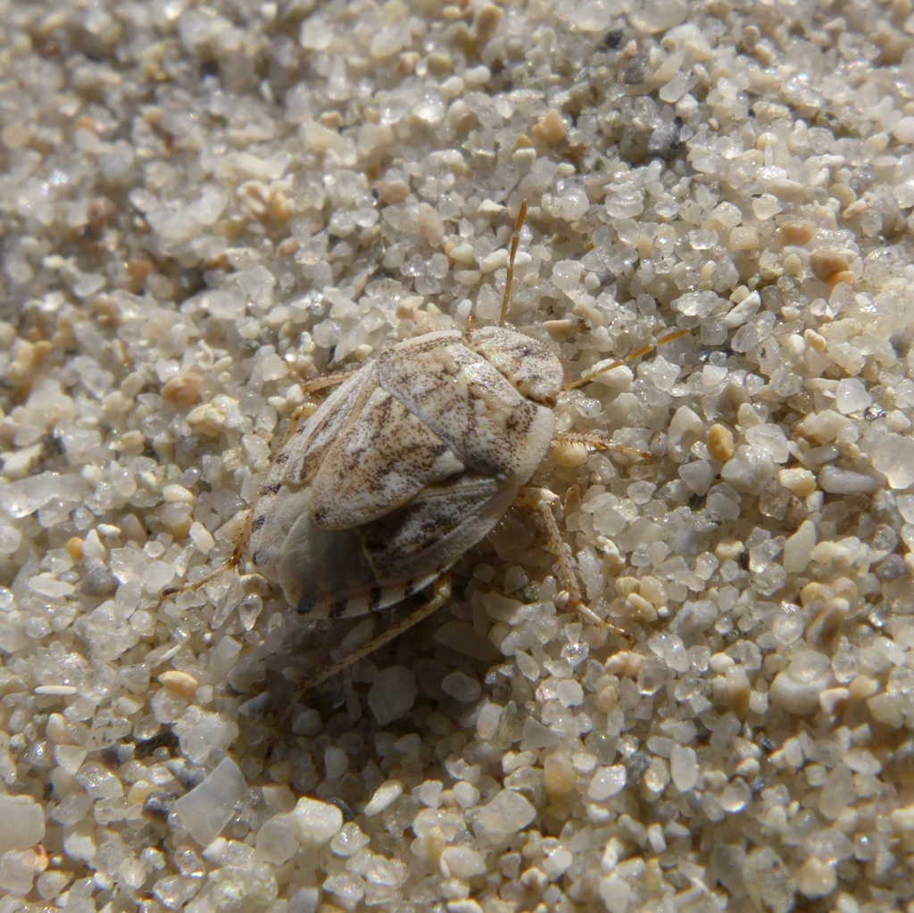 Menaccarus