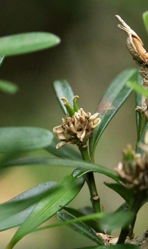 Buxus harlandii (Buxus harlandii)