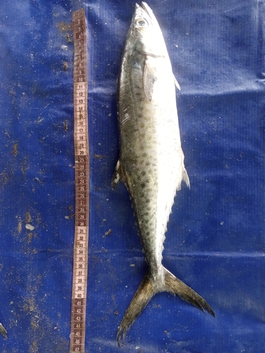 West African Spanish mackerel (Scomberomorus tritor) — Scombridae — 4