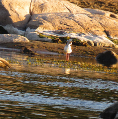 Himantopus himantopus