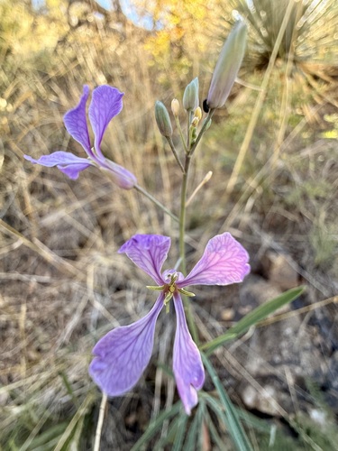 slimleaf plains-mustard (Hesperidanthus linearifolius)