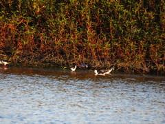 Himantopus himantopus