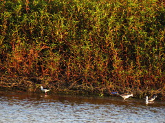 Himantopus himantopus