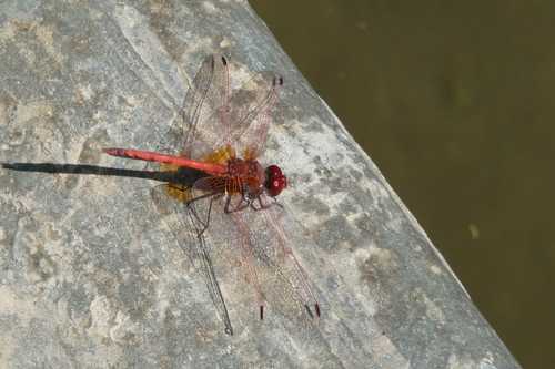 Red-veined Dropwing photo 3