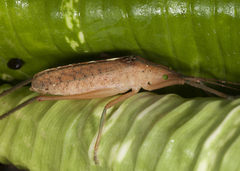 Scopiorinus impressopunctatus